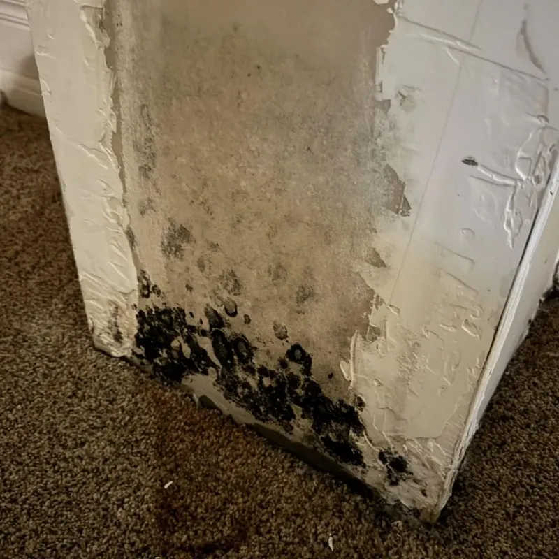 Professional Mold Removal in Eddyville, IA
